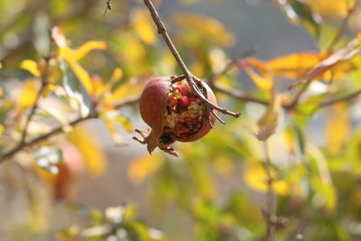 Close-up of red fruit on tree