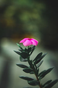 Close-up of pink flower 