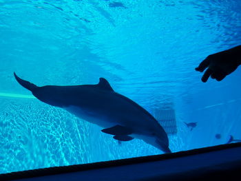 Low angle view of fish swimming in aquarium