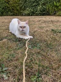 Portrait of a cat on field