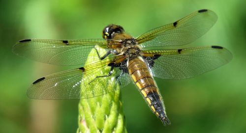 Close-up of dragonfly on plant