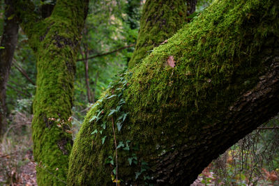 Moss growing on tree trunk