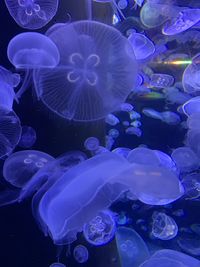 Jellyfish in sea