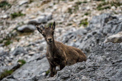 Portrait of squirrel on rock