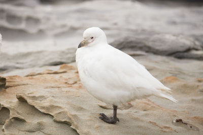 Seagull perching on a sand