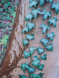 High angle view of plants