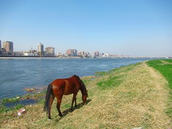 Horse standing in front of water against clear sky