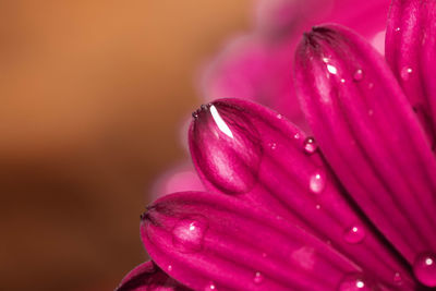 Close-up of pink flower