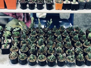 Potted plants for sale in market