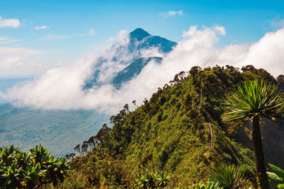 Mount muhabura and mount gahinga seen from mount sabyinyo in the mgahinga gorilla national park 