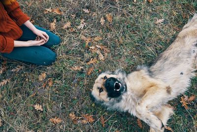 High angle view of dog on field
