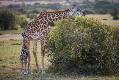 Giraffe family standing on field