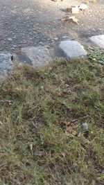 High angle view of bird in water