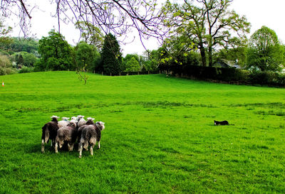 Horses in pasture