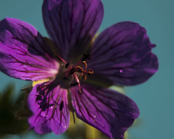 Close-up of purple flowering plant