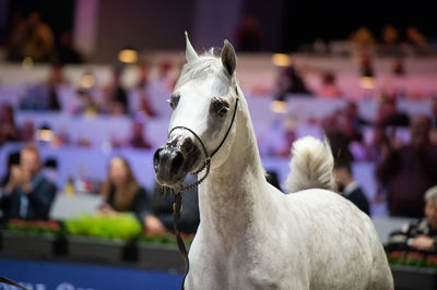 Close-up of horse