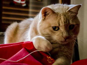 Close-up portrait of cat at home