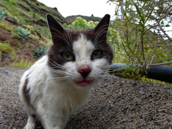 Close-up portrait of cat by camera