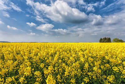 Scenic view of field against sky