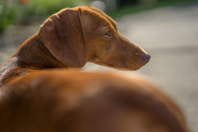 Close-up of dog