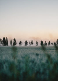 Trees on field against sky during sunset