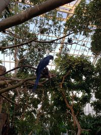 Low angle view of bird perching on tree in forest