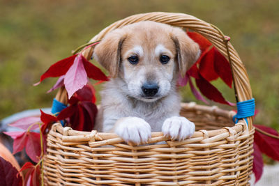 Portrait of a dog in basket.  cute brown puppy with sad eyes 