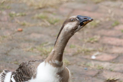 Close-up of a bird