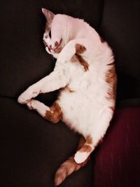 High angle view of cat sitting on sofa