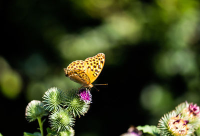 Close-up of butterfly pollinating on flower