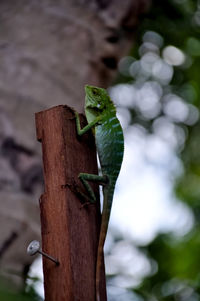 Close-up of lizard on wooden post