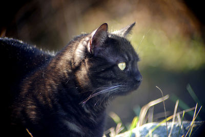 Close-up of cat looking away