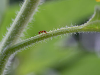 Close-up of ladybug on leaf