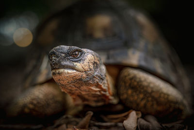 Close-up of a turtle