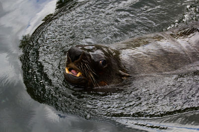 Portrait of turtle in lake