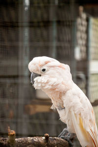 Moluccan cockatoo cacatua moluccensis is endemic to the seram archipelago in eastern indonesia