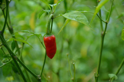 The red ripe chilly with leaves and plant in the garden.