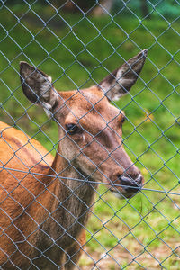 Small deer behind a wire mesh in a shelter for injured wild animals