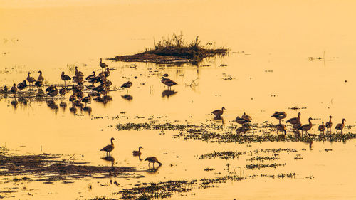 Birds on a lake