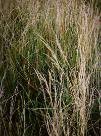 Full frame shot of corn field