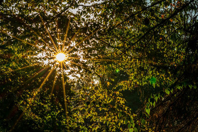 Low angle view of sunlight streaming through trees in forest