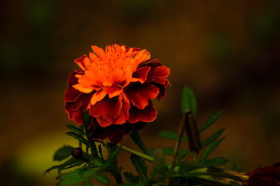 Close-up of marigold blooming outdoors