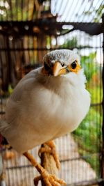 Close-up of a bird