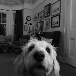 Portrait of dog at home