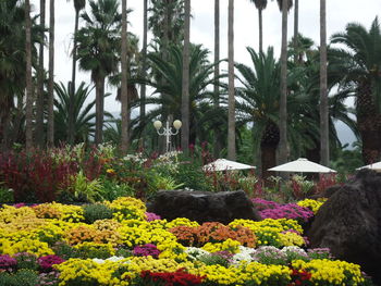 Plants and trees in park