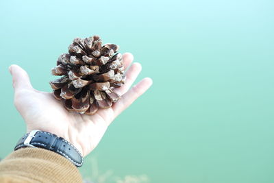 Cropped hand holding pine cone against green background