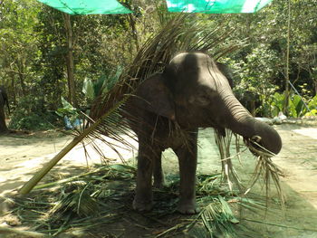 Low angle view of elephant in park