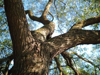 Low angle view of tree trunk