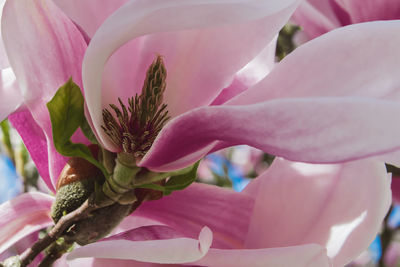 Close-up of pink rose flower