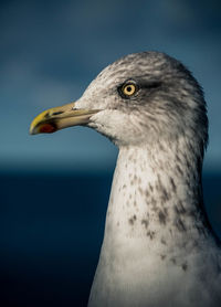 Close-up of seagull